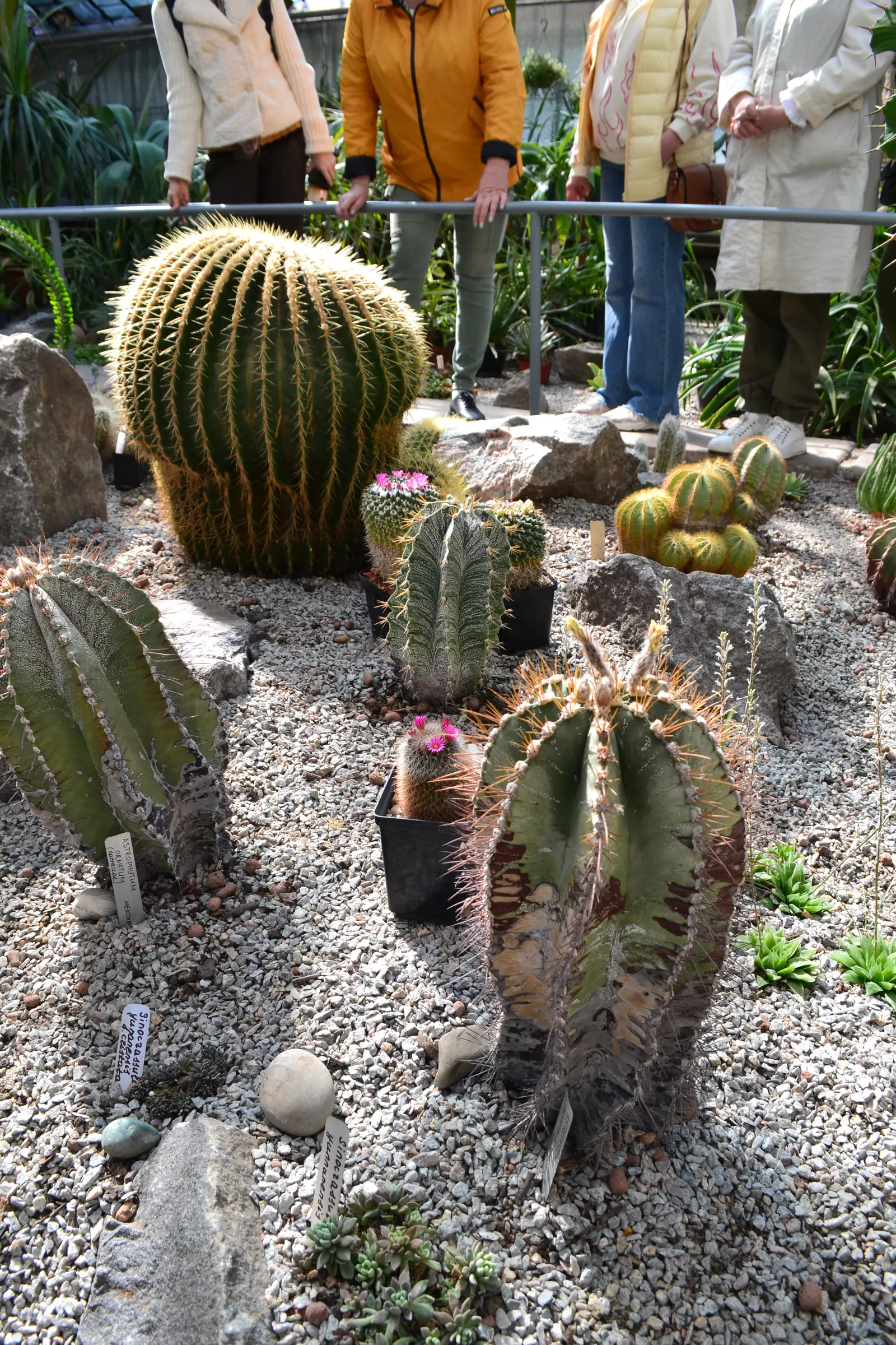 King Of The Bromeliads (Vriesea Hieroglyphica) — ensure the central cup is filled while maintaining moist; vriesea hieroglyphica, the "King of, image 63