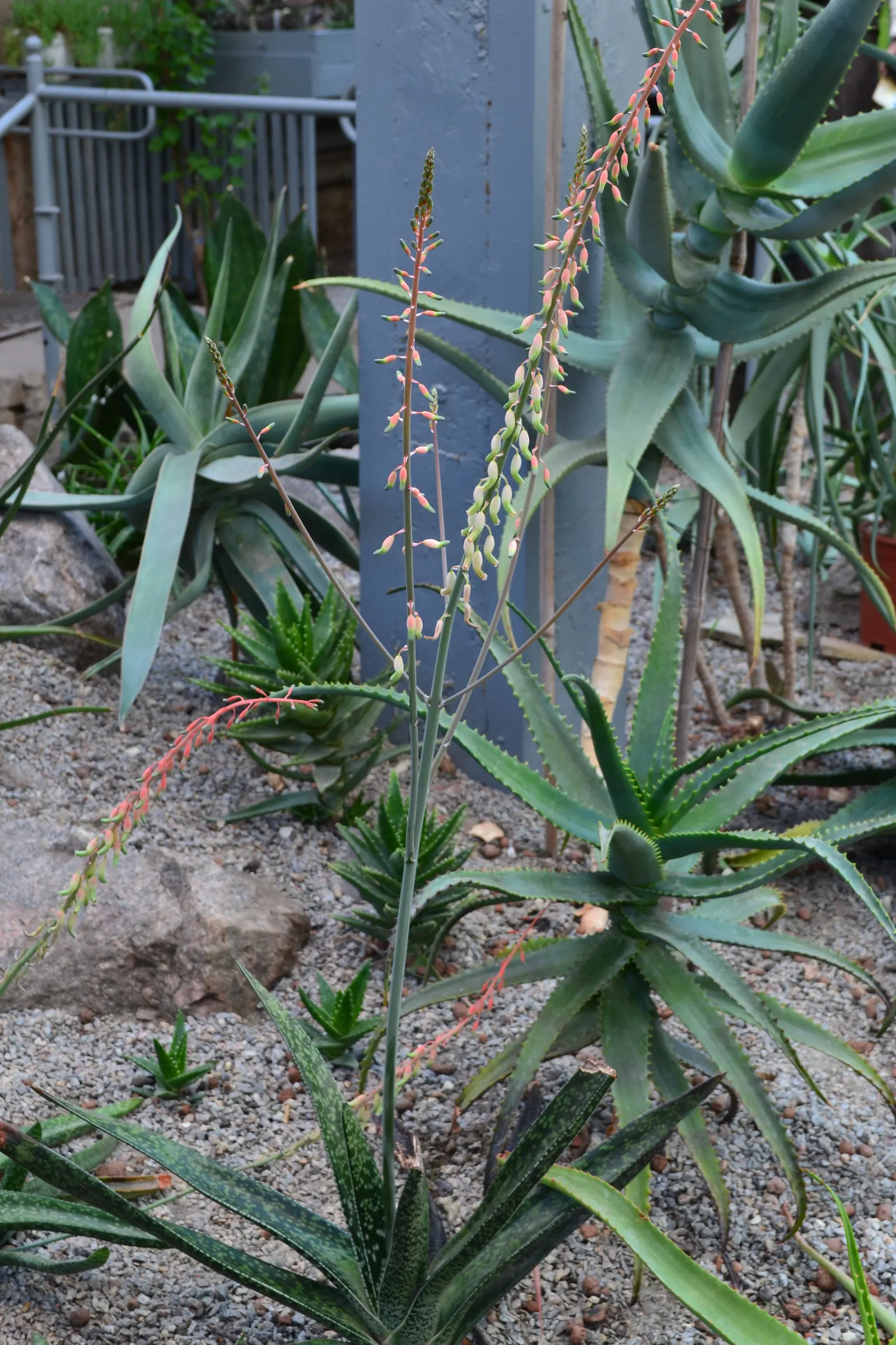 King Of The Bromeliads (Vriesea Hieroglyphica) — strap-like leaves reaching up to 3 feet in length; the Vriesea hieroglyphica boasts striking