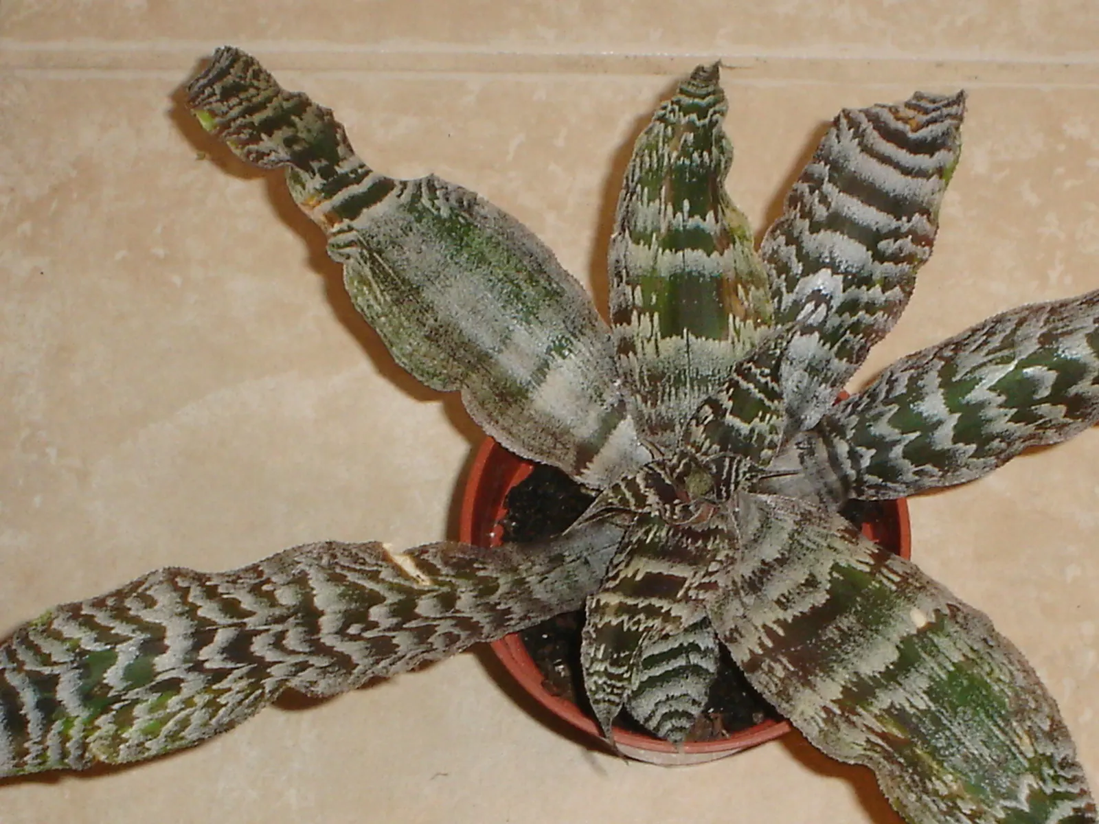 King Of The Bromeliads (Vriesea Hieroglyphica) — yet it will also produce a modest bract that blooms infrequently; lauded as the "King of the, image 87