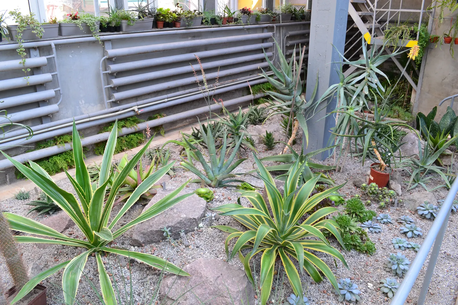 King Of The Bromeliads (Vriesea Hieroglyphica) — Vriesea hieroglyphica, the "King of Bromeliads," is a striking tropical plant; ideal for USDA, image 70