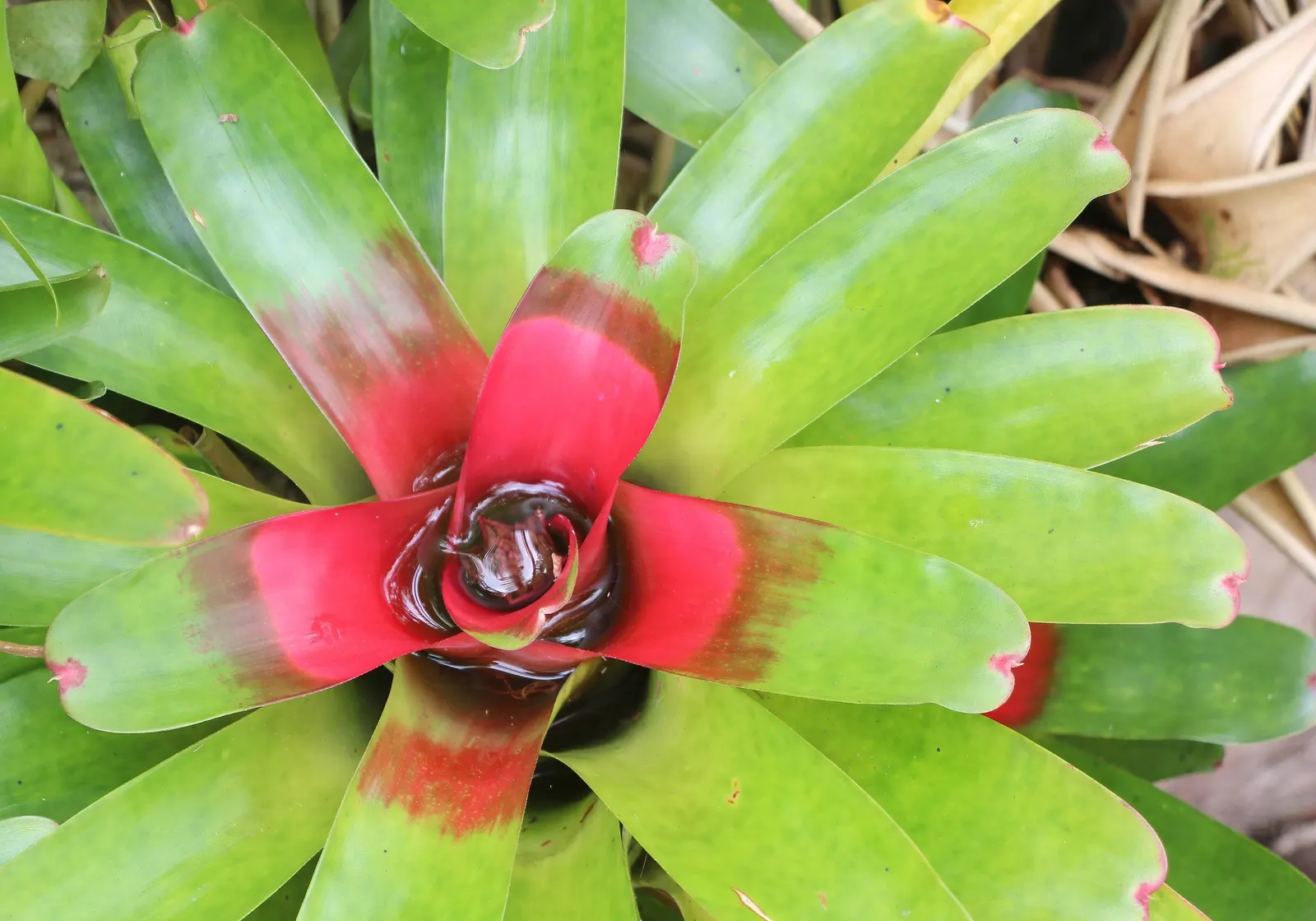 King Of The Bromeliads (Vriesea Hieroglyphica) — strap-like leaves reaching up to 3 feet in length; the Vriesea hieroglyphica boasts striking, image 117