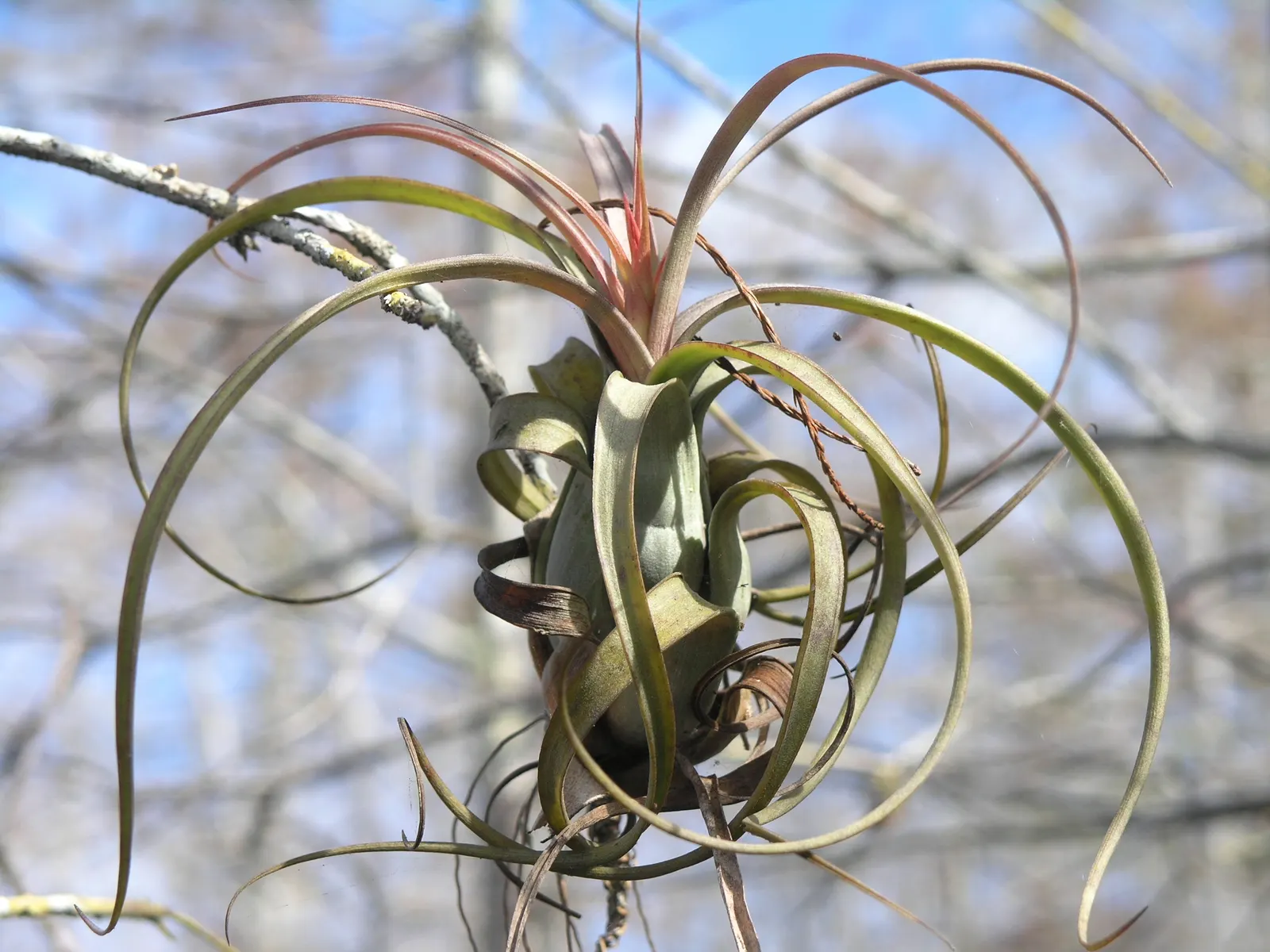 King Of The Bromeliads (Vriesea Hieroglyphica) — lavish foliage and stately presence; it demands indirect or filtered light, image 78