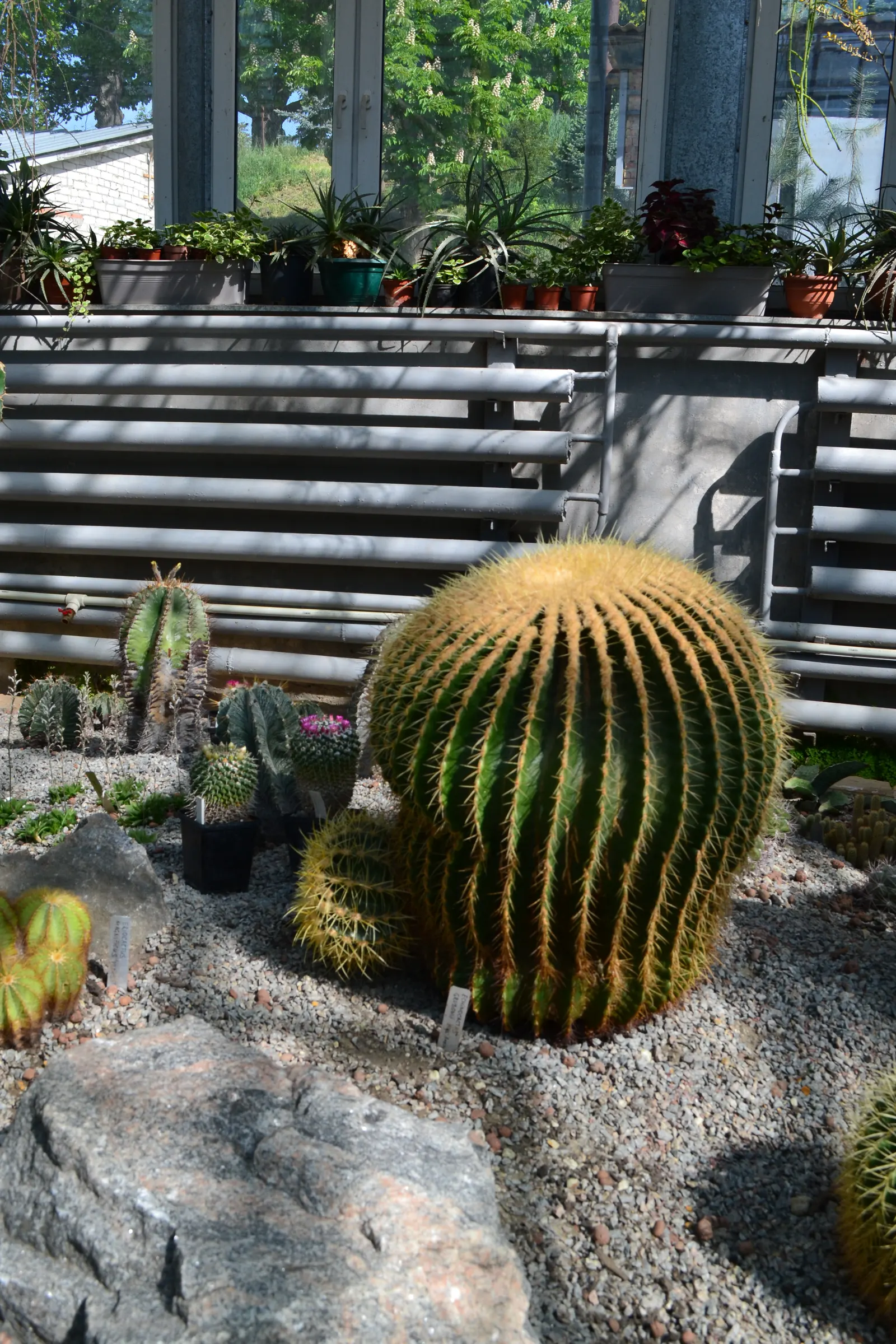 King Of The Bromeliads (Vriesea Hieroglyphica) — lauded as the "King of the Bromeliads," presents a regal addition to any garden with its distinctive; moderate