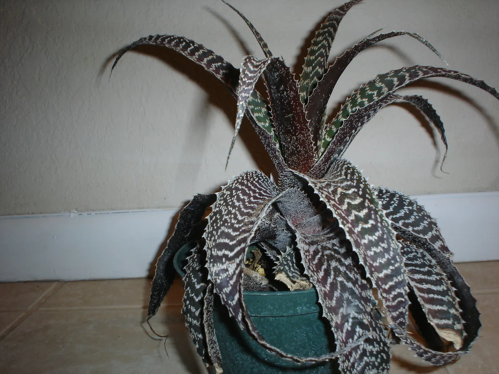 King Of The Bromeliads (Vriesea Hieroglyphica) — lauded as the "King of the Bromeliads," presents a regal addition to any garden with its, image 100