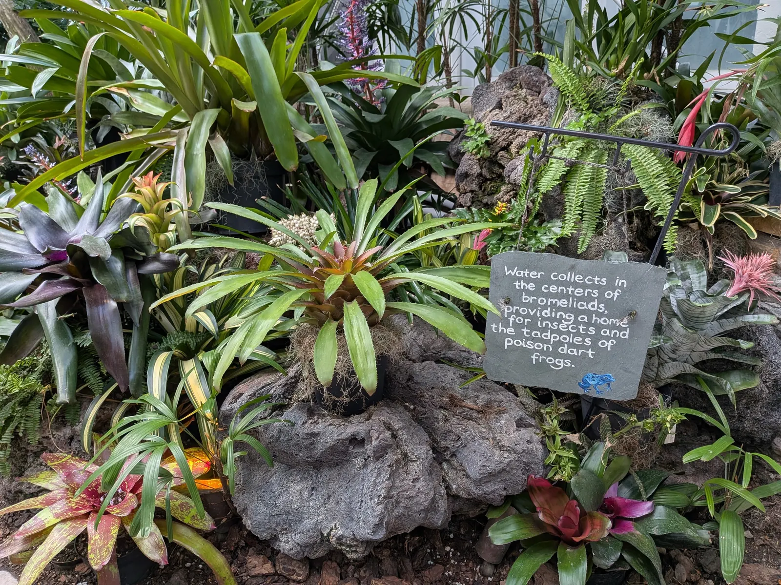 King Of The Bromeliads (Vriesea Hieroglyphica) — water-soluble fertilizer at quarter strength during the growing season will suffice