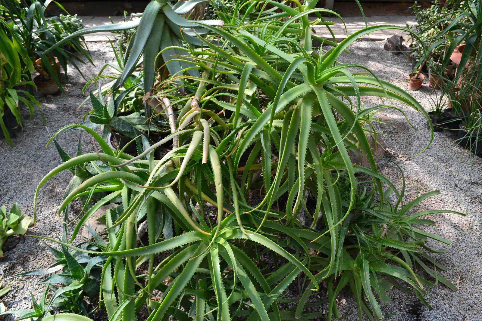 King Of The Bromeliads (Vriesea Hieroglyphica) — ensure the central cup is filled while maintaining moist