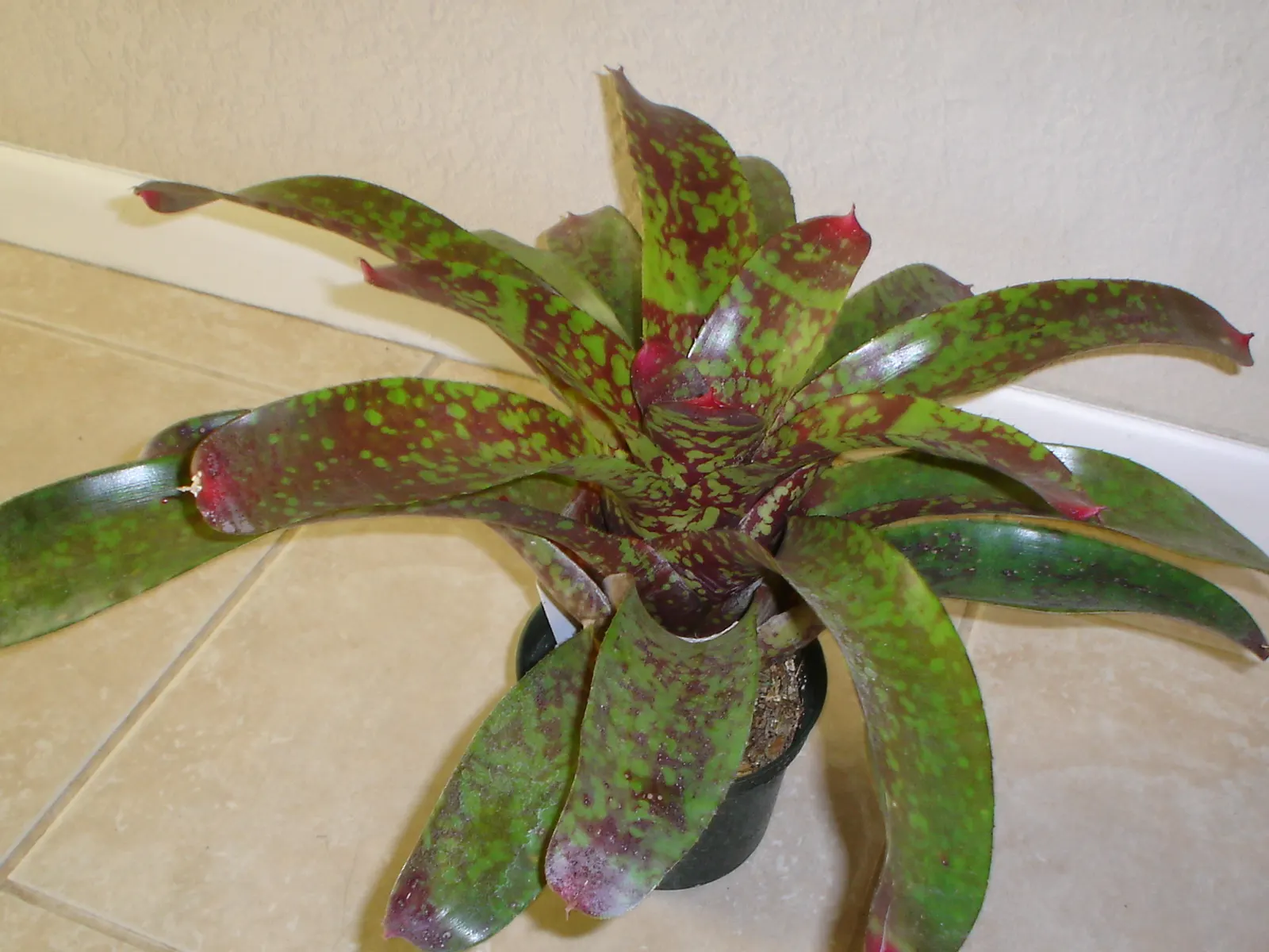 King Of The Bromeliads (Vriesea Hieroglyphica) — succulent with red and yellow blooms; thriving best in temperatures ranging from 60 to 85 degrees, image 68