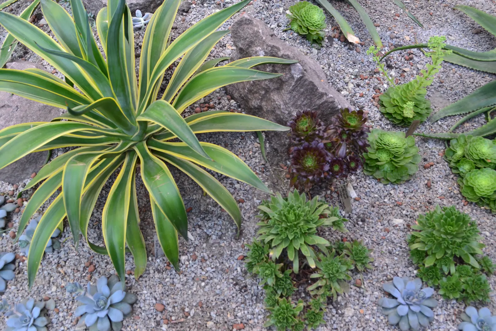 King Of The Bromeliads (Vriesea Hieroglyphica) — thriving best in temperatures ranging from 60 to 85 degrees Fahrenheit; requiring minimal feeding, image 59