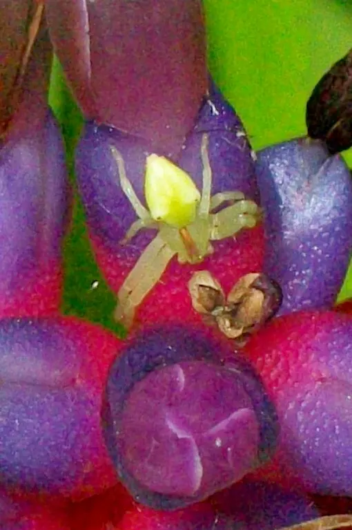 King Of The Bromeliads (Vriesea Hieroglyphica) — strap-like leaves reaching up to 3 feet in length; the Vriesea hieroglyphica boasts striking, image 94
