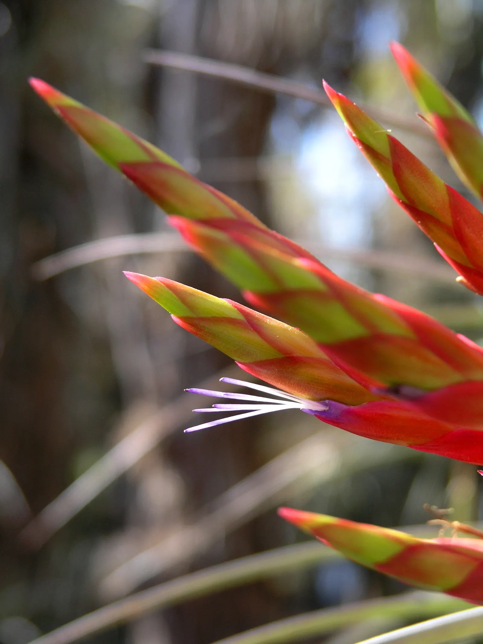 King Of The Bromeliads (Vriesea Hieroglyphica) — making it perfect for accentuating woodland settings or as a greenhouse focal point; making it ideal for