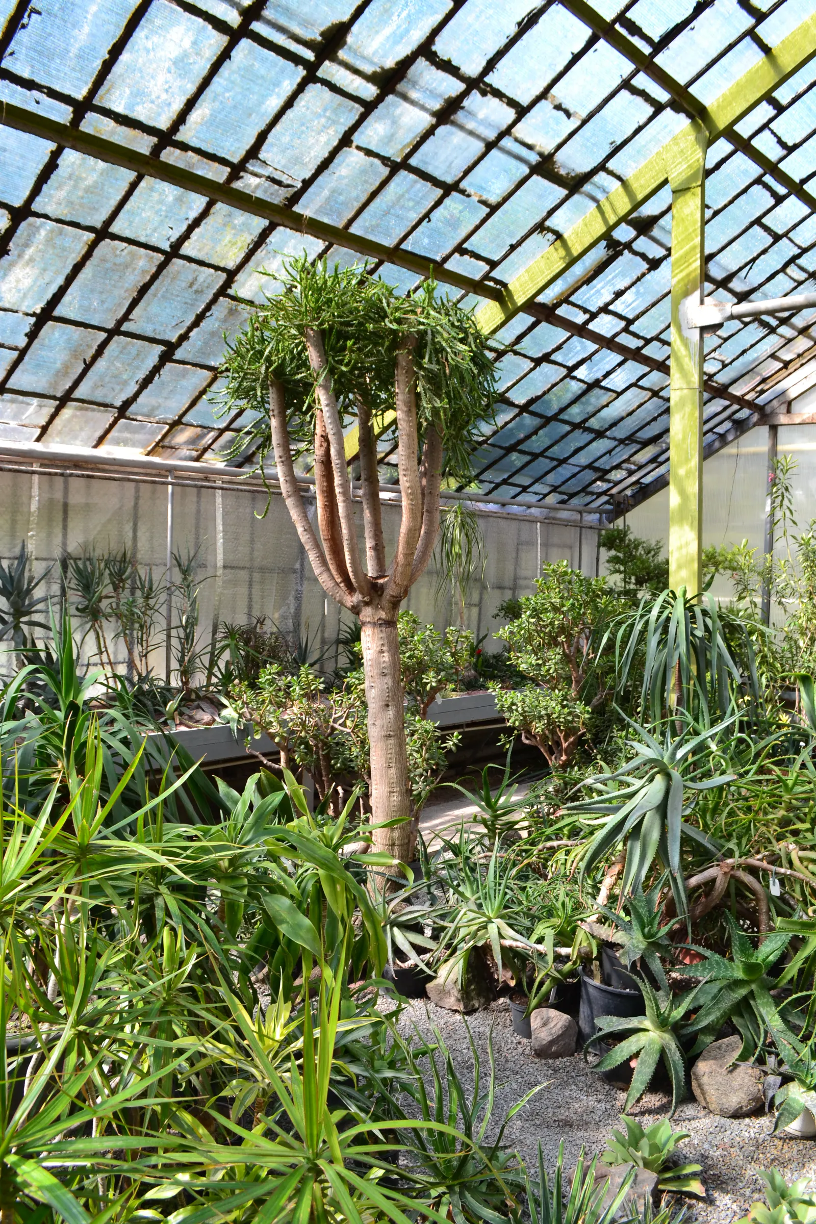 King Of The Bromeliads (Vriesea Hieroglyphica) — It demands indirect or filtered light