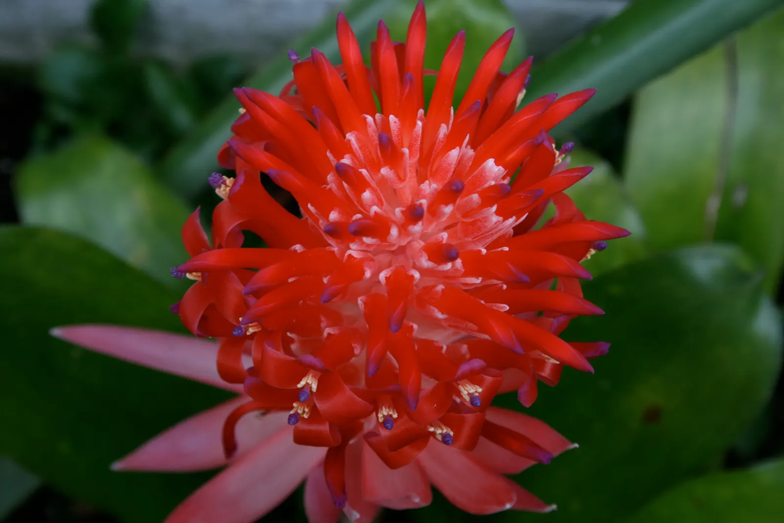King Of The Bromeliads (Vriesea Hieroglyphica) — Vriesea hieroglyphica, the "King of Bromeliads," is a striking tropical plant