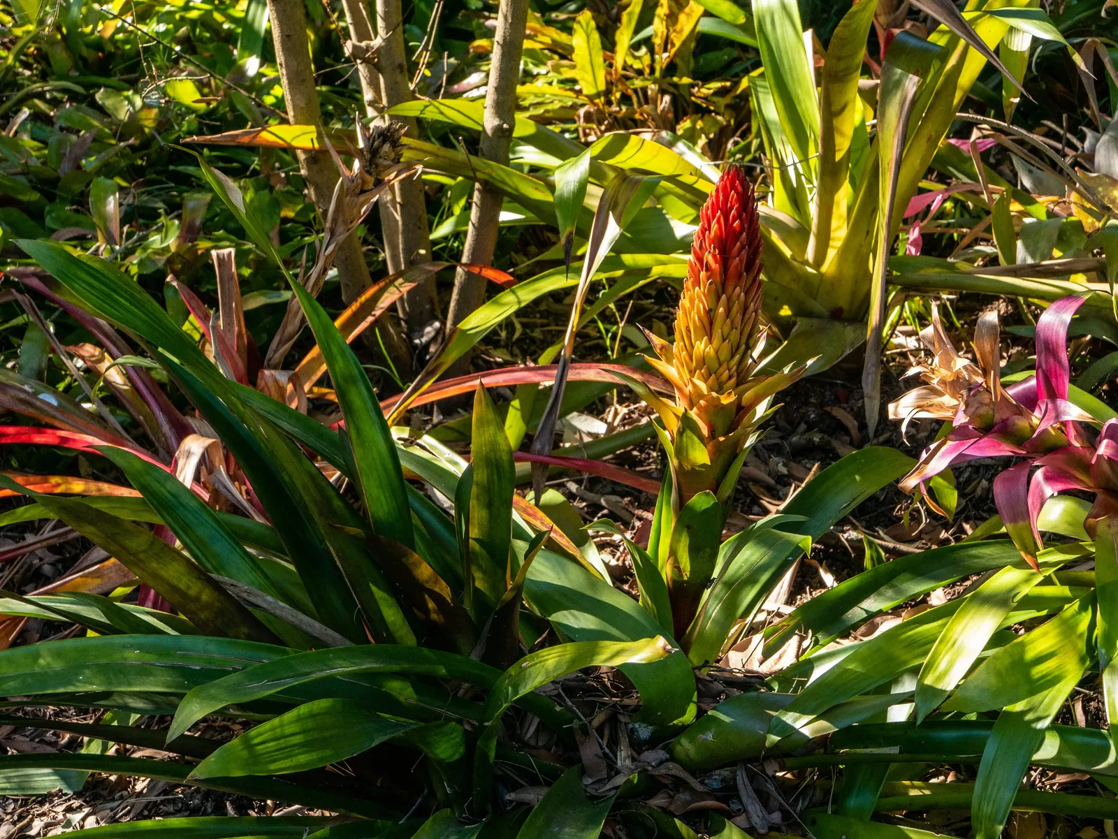 King Of The Bromeliads (Vriesea Hieroglyphica) — yet it will also produce a modest bract that blooms infrequently; lauded as the "King of the, image 64