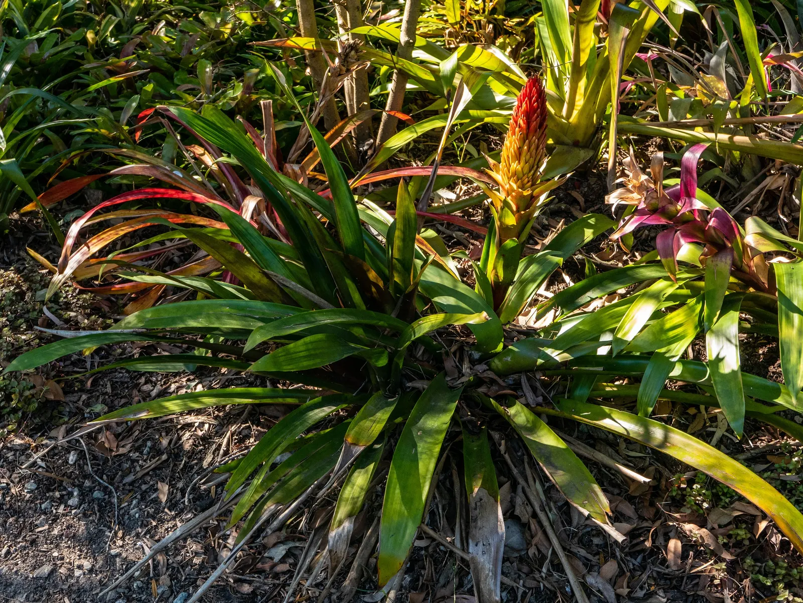 King Of The Bromeliads (Vriesea Hieroglyphica) — strap-like leaves reaching up to 3 feet in length