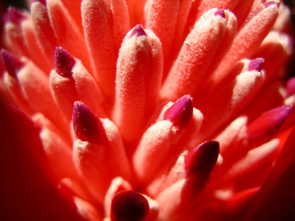 King Of The Bromeliads (Vriesea Hieroglyphica) — with unique hieroglyphic patterns; yet it will also produce a modest bract that blooms infrequently, image 95