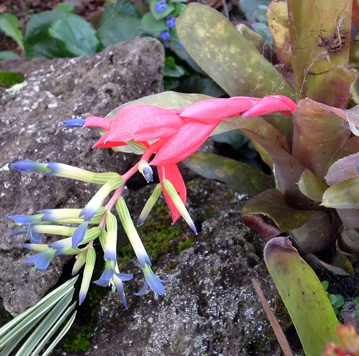 King Of The Bromeliads (Vriesea Hieroglyphica) — making it perfect for accentuating woodland settings or as a greenhouse focal point; making it, image 98