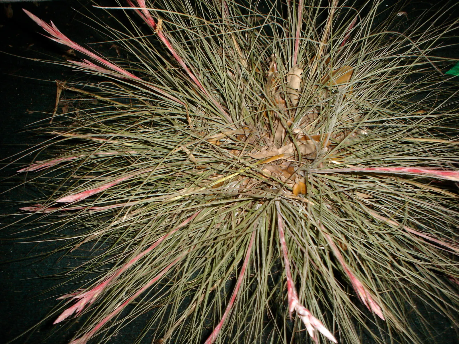 King Of The Bromeliads (Vriesea Hieroglyphica) — This epiphytic specimen prefers humid conditions; lavish foliage and stately presence