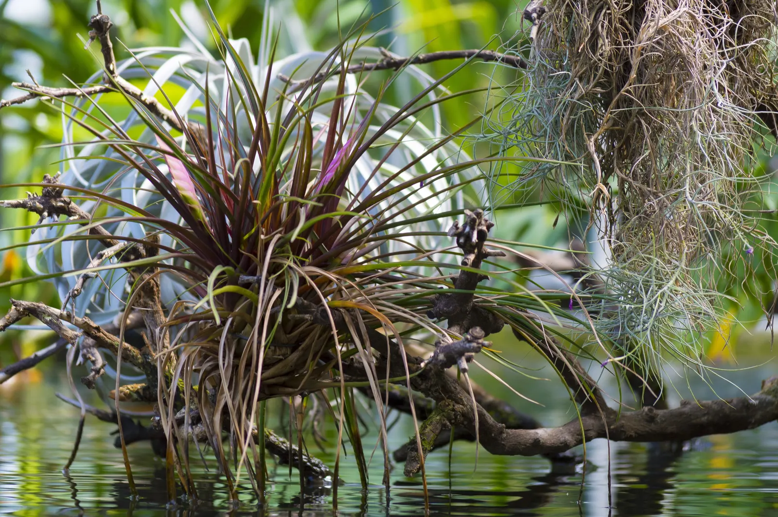 King Of The Bromeliads (Vriesea Hieroglyphica) — succulent for deep shade or shade; water-soluble fertilizer at quarter strength during the growing season will