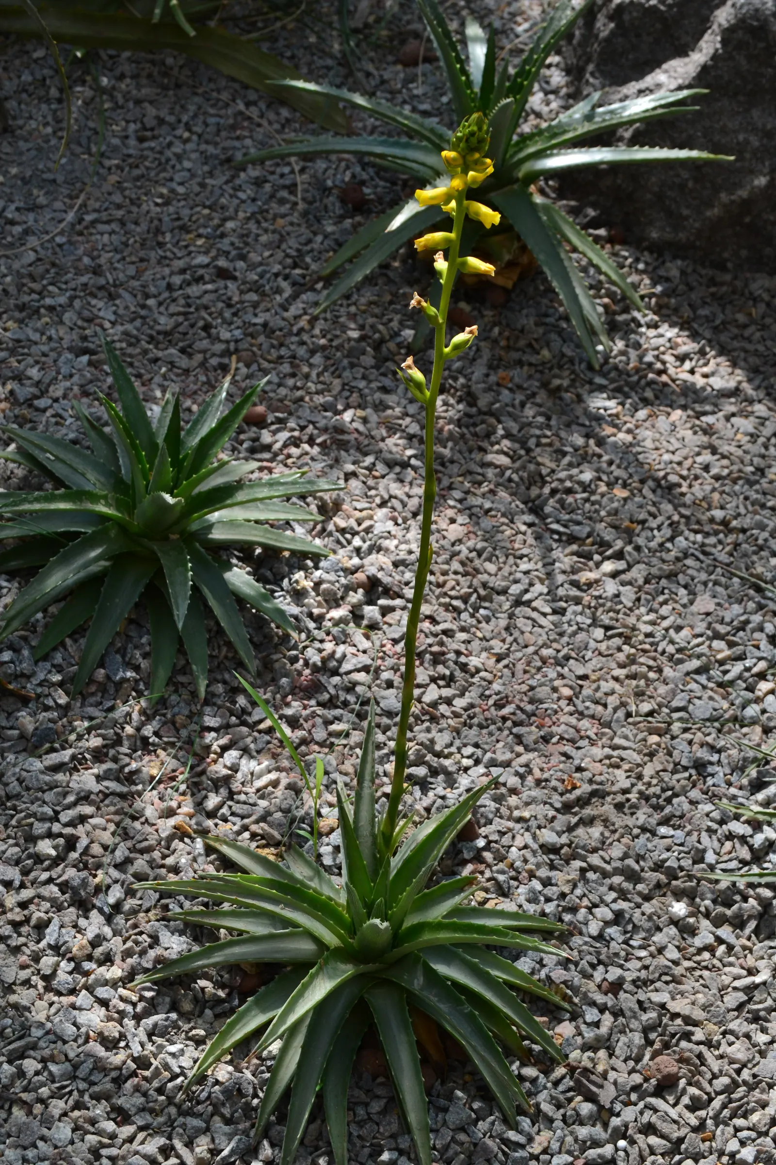 King Of The Bromeliads (Vriesea Hieroglyphica) — It demands indirect or filtered light; with unique hieroglyphic patterns