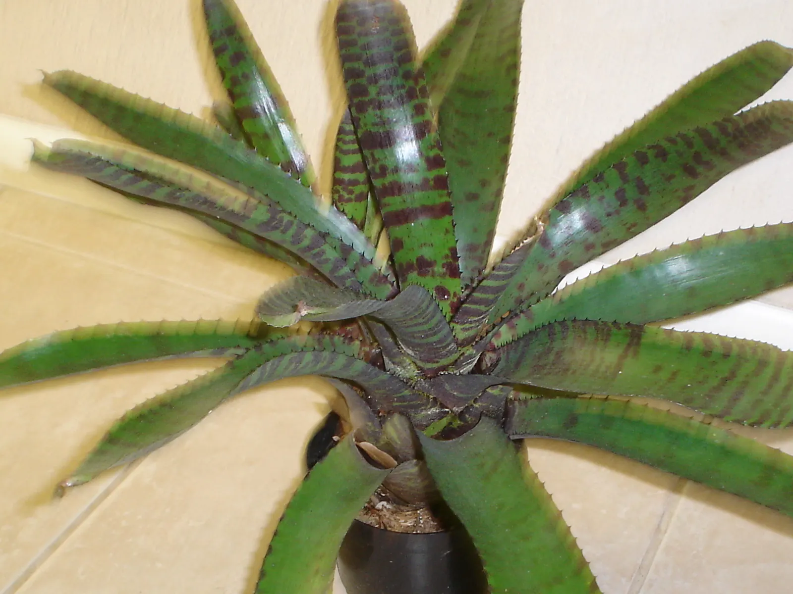 King Of The Bromeliads (Vriesea Hieroglyphica) — It demands indirect or filtered light; with unique hieroglyphic patterns, image 60