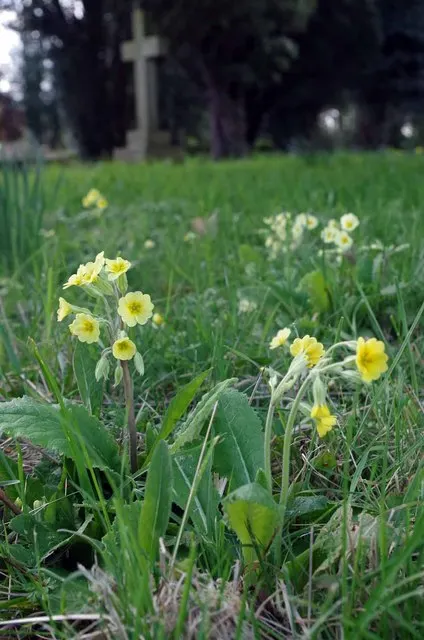 English Primrose (Primula X Polyantha) — It boasts clusters of 0.75 to 1-inch-wide flowers perched atop slender stems, image 68