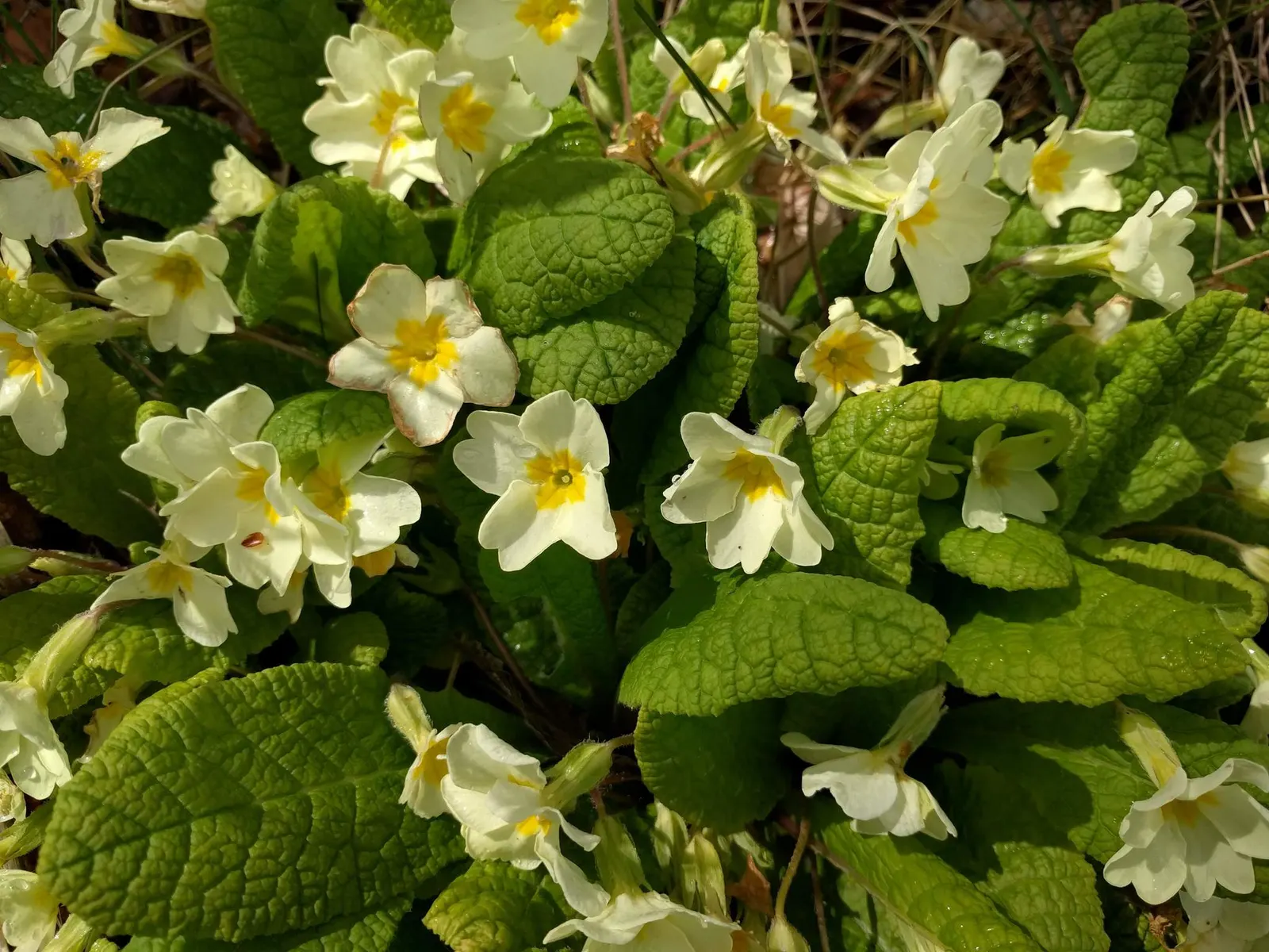 English Primrose (Primula X Polyantha) — Hardy and low-maintenance, it adds a charming pop of color; the plant reaches a modest height of 6 to 12, image 141