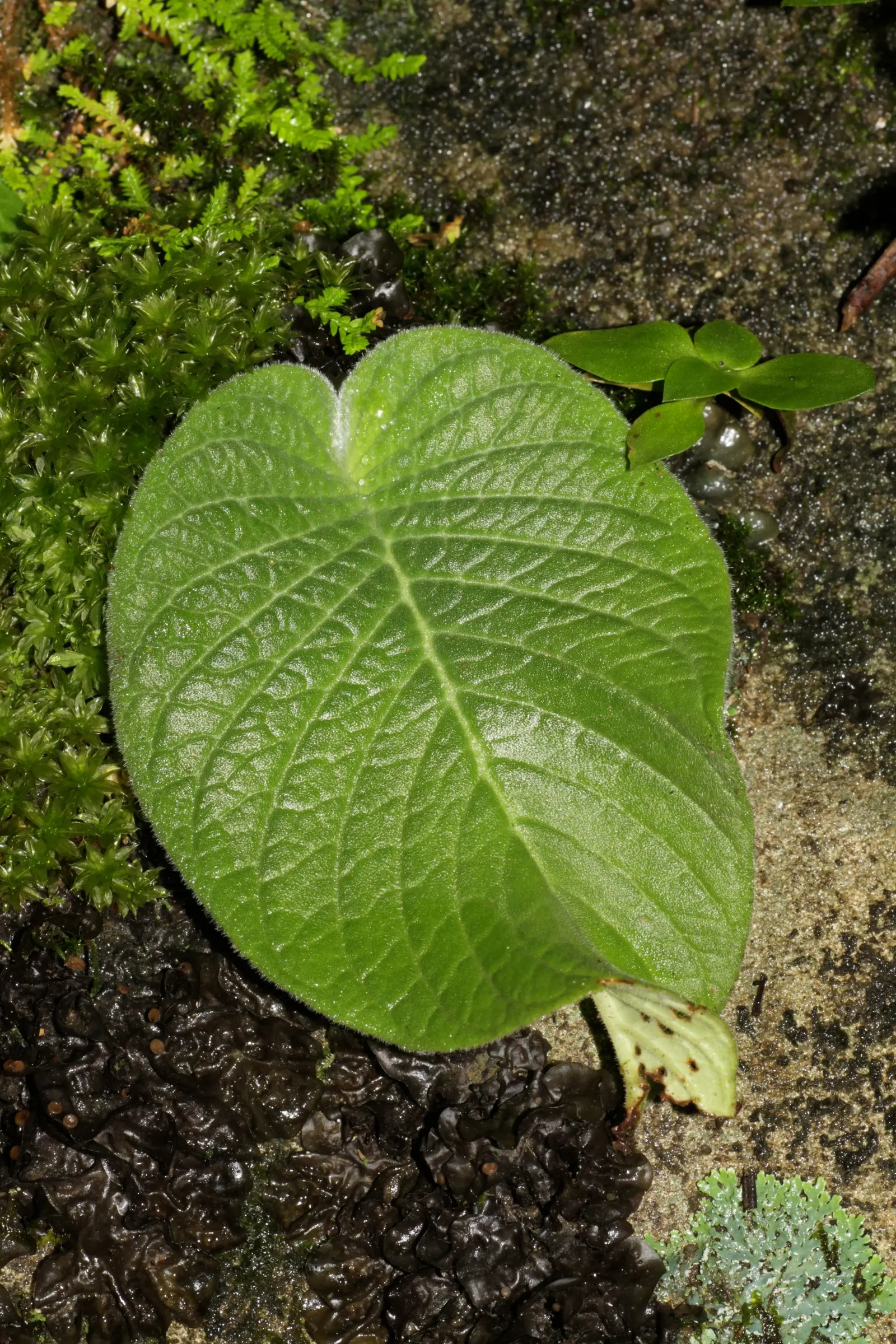 English Primrose (Primula X Polyantha) — making it an excellent ground cover or border plant; is a perennial favorite that adds a burst of color to, image 148
