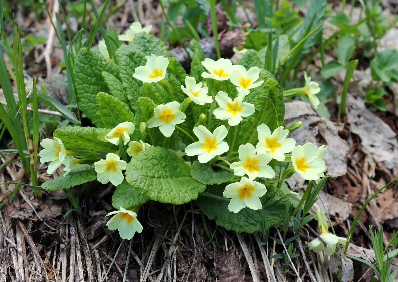 English Primrose (Primula X Polyantha) — This hardy plant prefers partial shade but can tolerate full sun in cooler climates, provided it's kept, image 117
