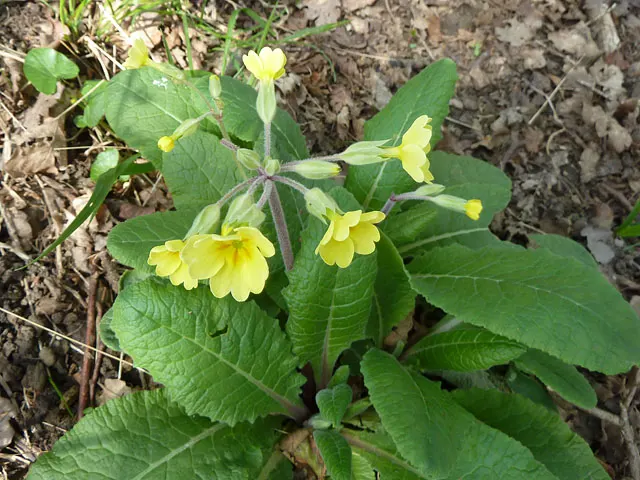 English Primrose (Primula X Polyantha) — measuring about 4 to 6 inches in length; deadheading will encourage further blooming and maintain the, image 65
