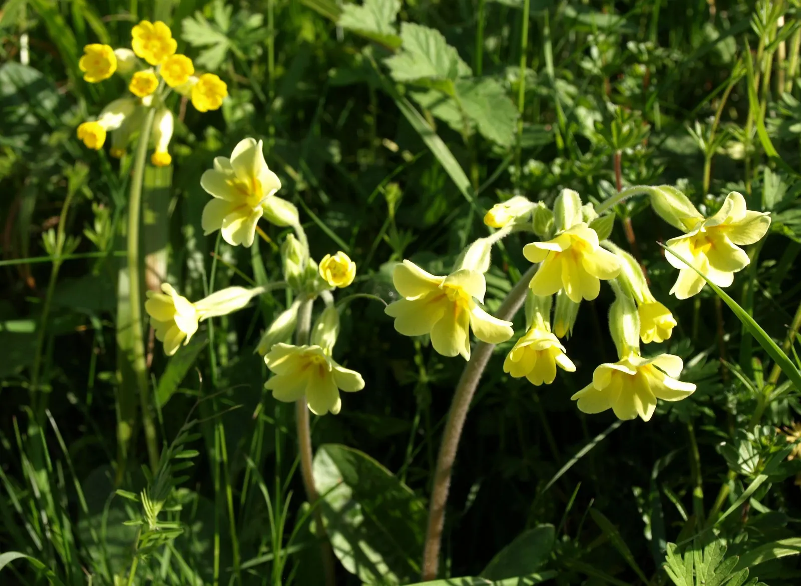 English Primrose (Primula X Polyantha) — A hybrid of Primula vulgaris and Primula veris, it typically flourishes in USDA hardiness zones 5 through, image 143