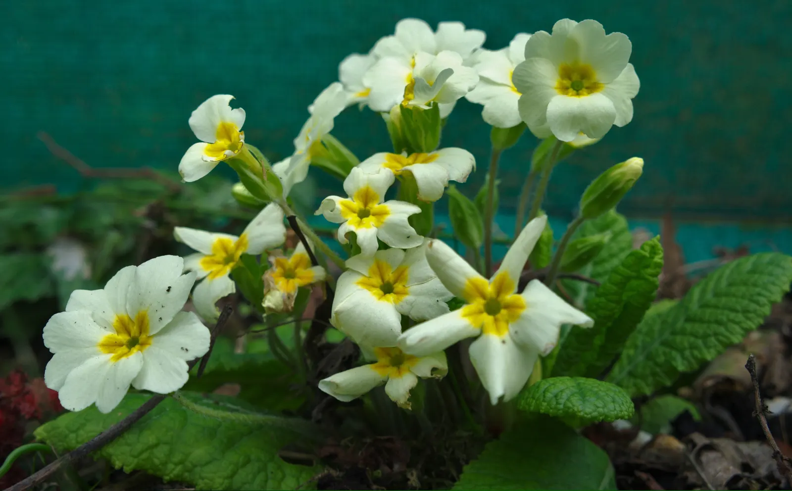 English Primrose (Primula X Polyantha) — This hardy plant prefers partial shade but can tolerate full sun in cooler climates, provided it's kept, image 144