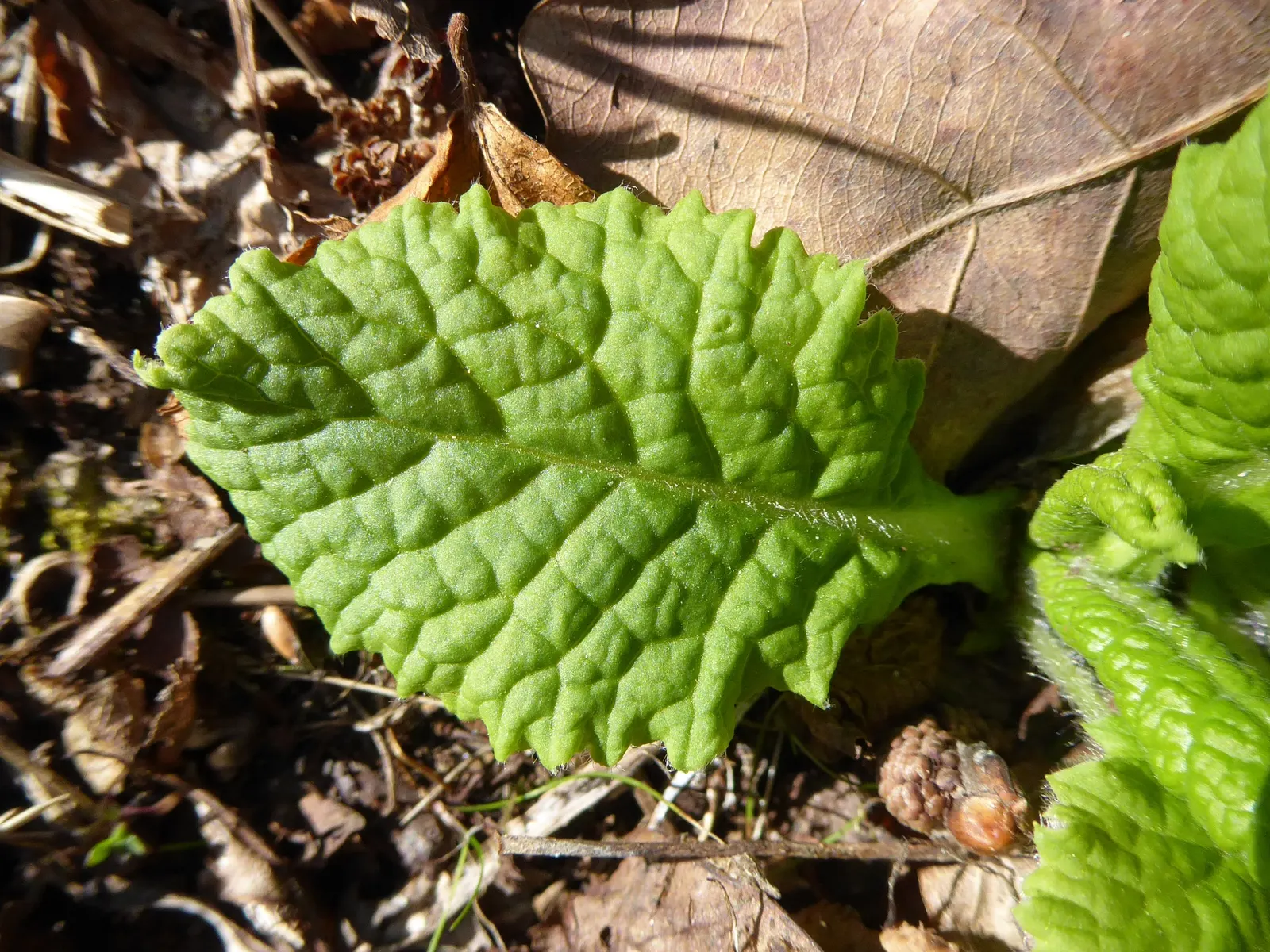 English Primrose (Primula X Polyantha) — Preferring partial shade, this early spring bloomer requires well-draining soil; blue flowers in the garden, image 58