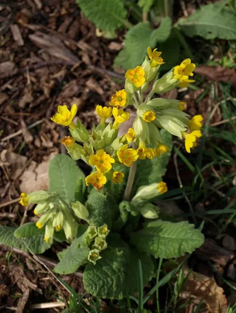 English Primrose (Primula X Polyantha) — This hardy plant prefers partial shade but can tolerate full sun in cooler climates, provided it's kept, image 63