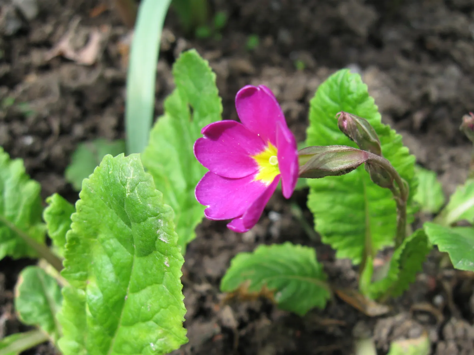 English Primrose (Primula X Polyantha) — Hardy and low-maintenance, it adds a charming pop of color; the plant reaches a modest height of 6 to 12, image 114