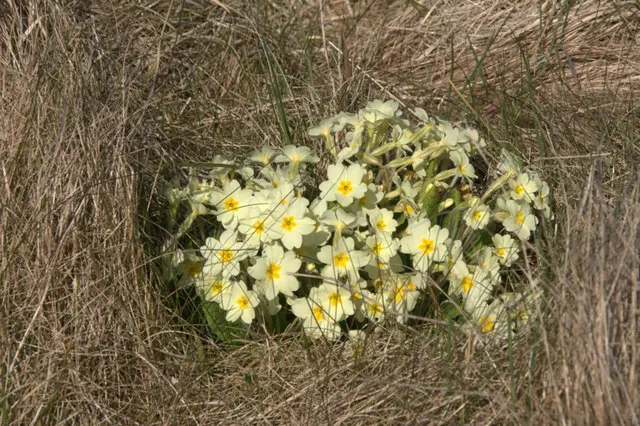 English Primrose (Primula X Polyantha) — it's non-tolerant of dry or excessively wet conditions, image 104