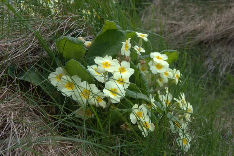 English Primrose (Primula X Polyantha) — blue flowers in the garden; <br><br>The English Primrose is notable for its rosette of oblong, image 133