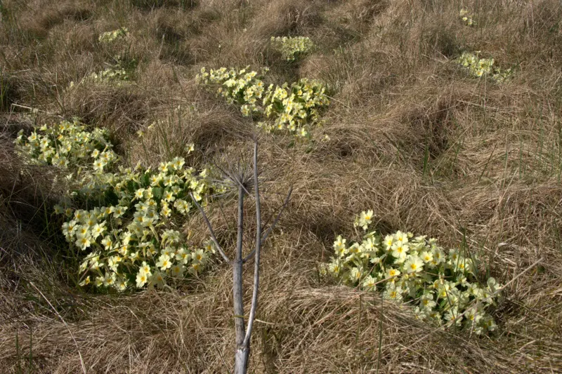 English Primrose (Primula X Polyantha) — Deadheading will encourage further blooming and maintain the plant's compact form; ranging from white to, image 101