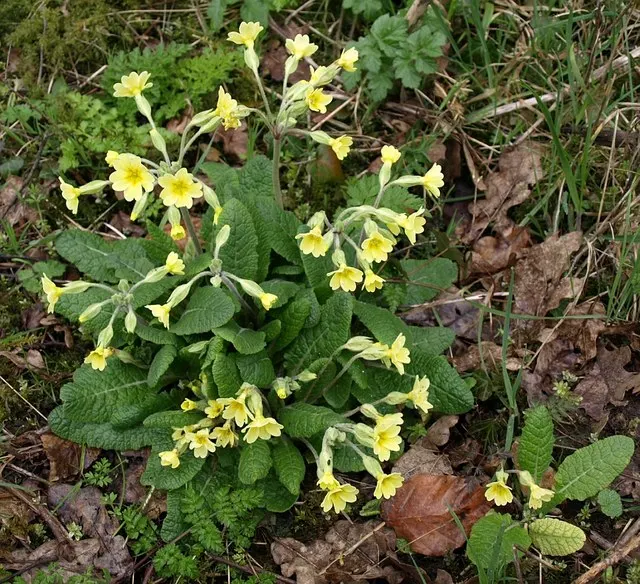 English Primrose (Primula X Polyantha) — the plant reaches a modest height of 6 to 12 inches with an equal spread; annual / ground cover for half, image 66