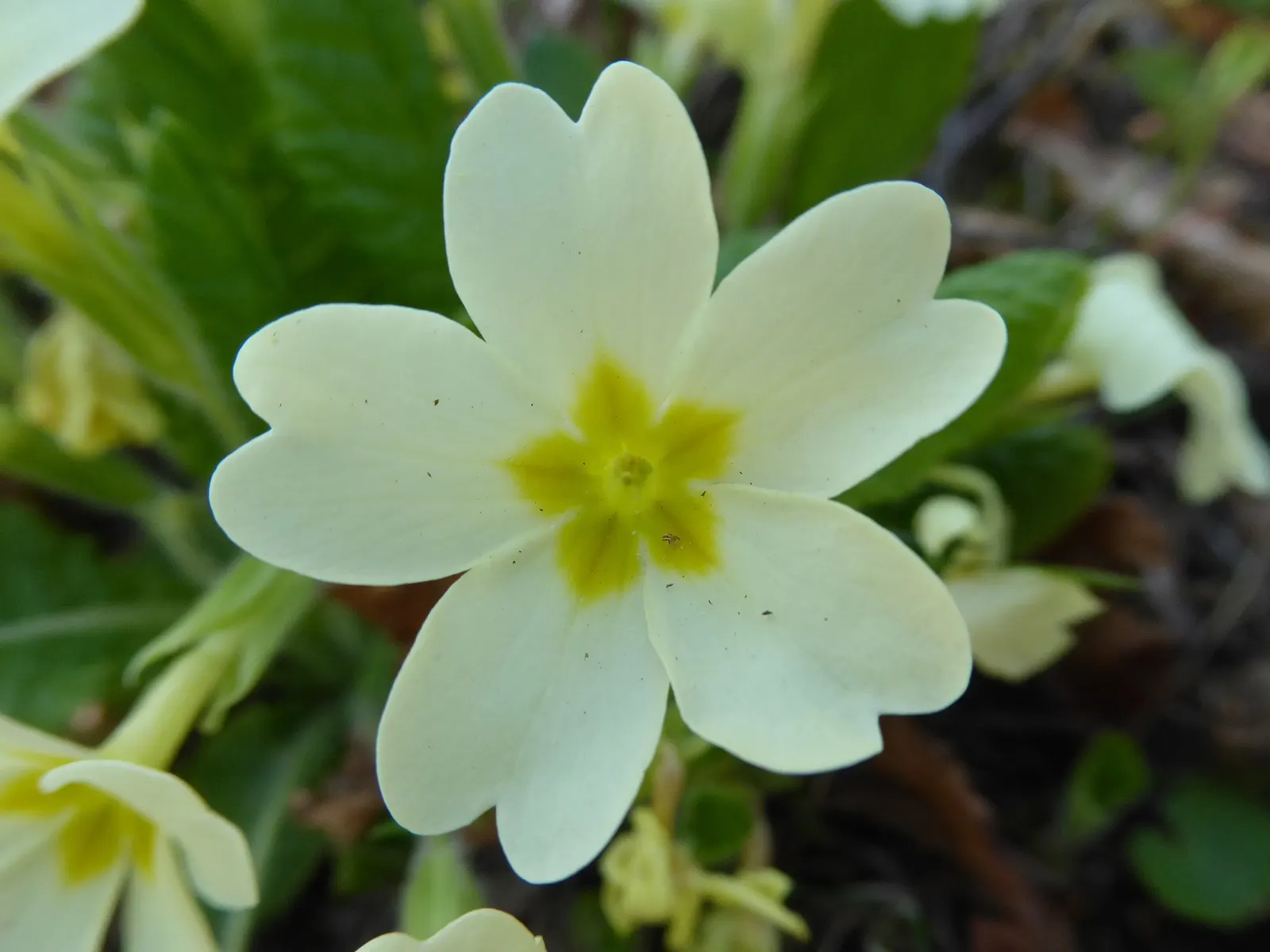 English Primrose (Primula X Polyantha) — ranging from white to deep violet; measuring about 4 to 6 inches in length, image 137