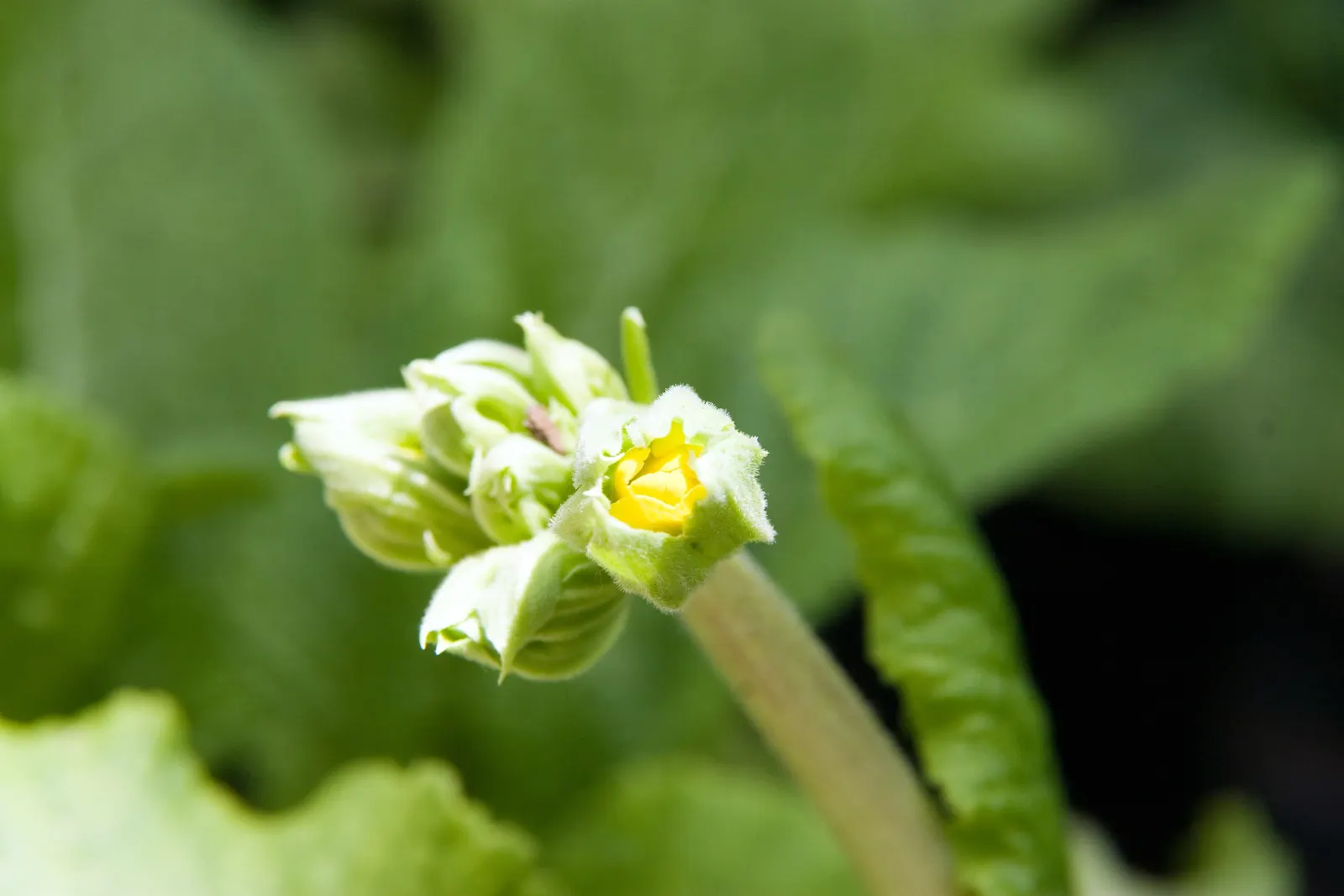 English Primrose (Primula X Polyantha) — offering a charming display of color when few other plants are in bloom; and red to purple and, image 157