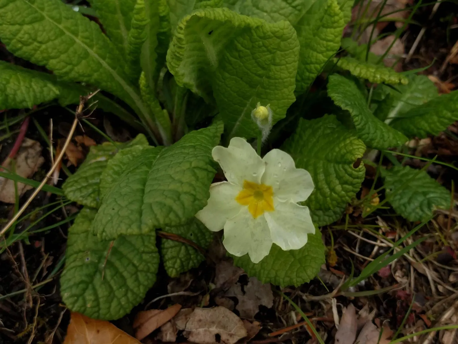 English Primrose (Primula X Polyantha) — Flourishing in zones 3-8, it reaches 6-12 inches in height and spreads about 8-12 inches; well-draining, image 138
