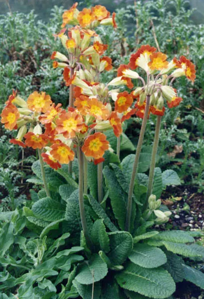English Primrose (Primula X Polyantha) — with a variety of vibrant colors ranging from white; this lovely specimen is perfect for cottage gardens, image 69