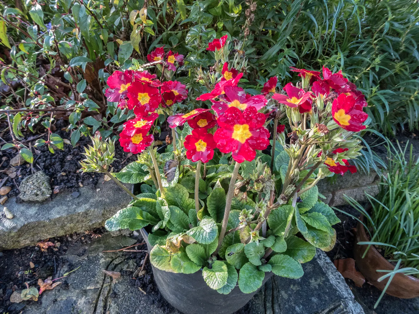 English Primrose (Primula X Polyantha) — it's non-tolerant of dry or excessively wet conditions, image 158