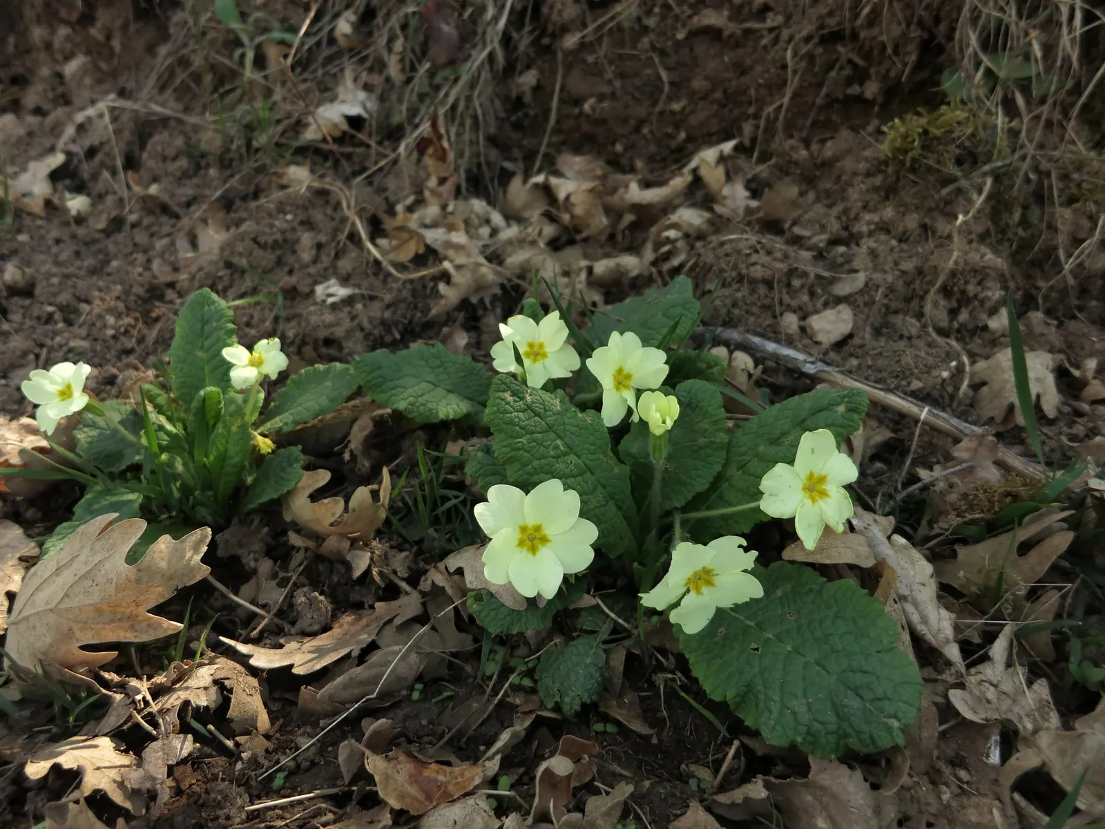 English Primrose (Primula X Polyantha) — with a variety of vibrant colors ranging from white; this lovely specimen is perfect for cottage gardens, image 123