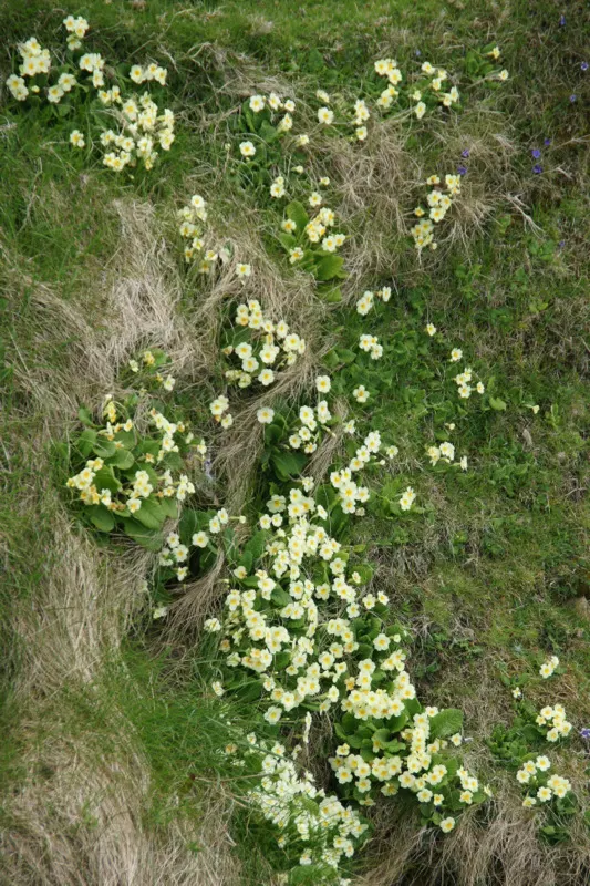 English Primrose (Primula X Polyantha) — Flourishing in zones 3-8, it reaches 6-12 inches in height and spreads about 8-12 inches; well-draining, image 111