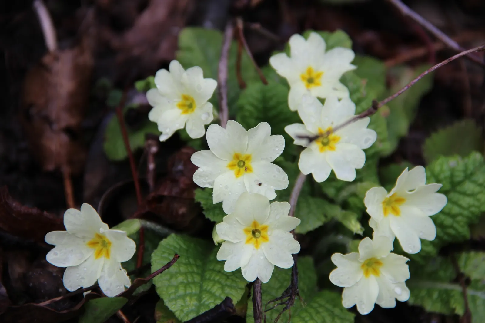 English Primrose (Primula X Polyantha) — plant English Primroses 6 to 12 inches apart in fertile; a hybrid of Primula vulgaris and Primula veris, image 98