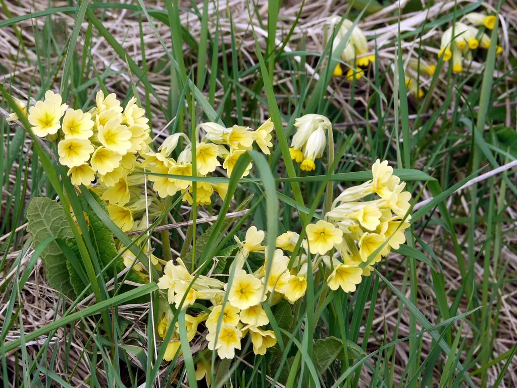 English Primrose (Primula X Polyantha) — and red to purple and yellow.<br><br>For the optimal visual impact and health; is a vibrant perennial, image 151
