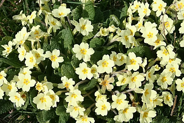 English Primrose (Primula X Polyantha) — offering a charming display of color when few other plants are in bloom; and red to purple and, image 130