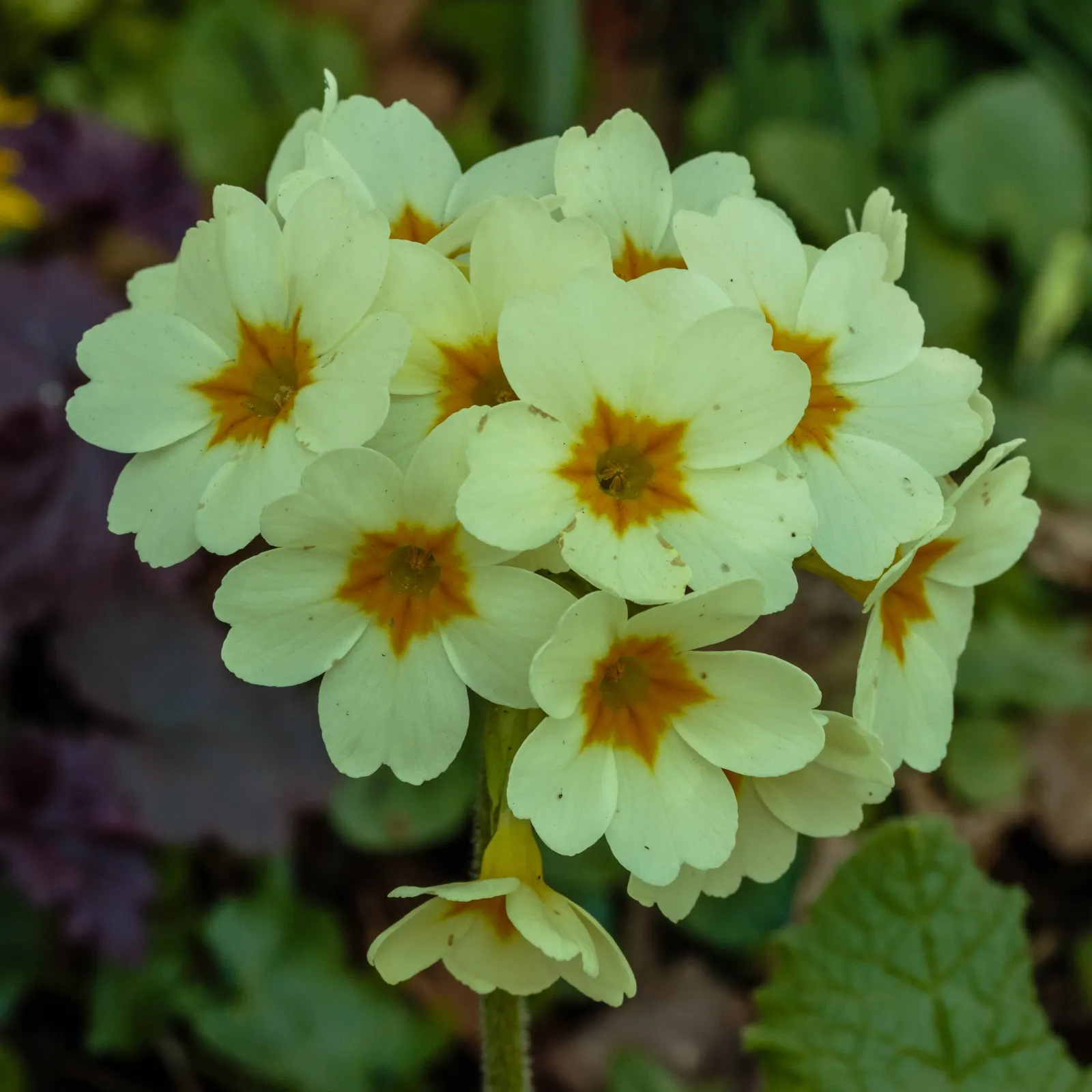 English Primrose (Primula X Polyantha) — well-draining soil with a pH between 6.0 and 7.0; with a variety of vibrant colors ranging from white, image 153