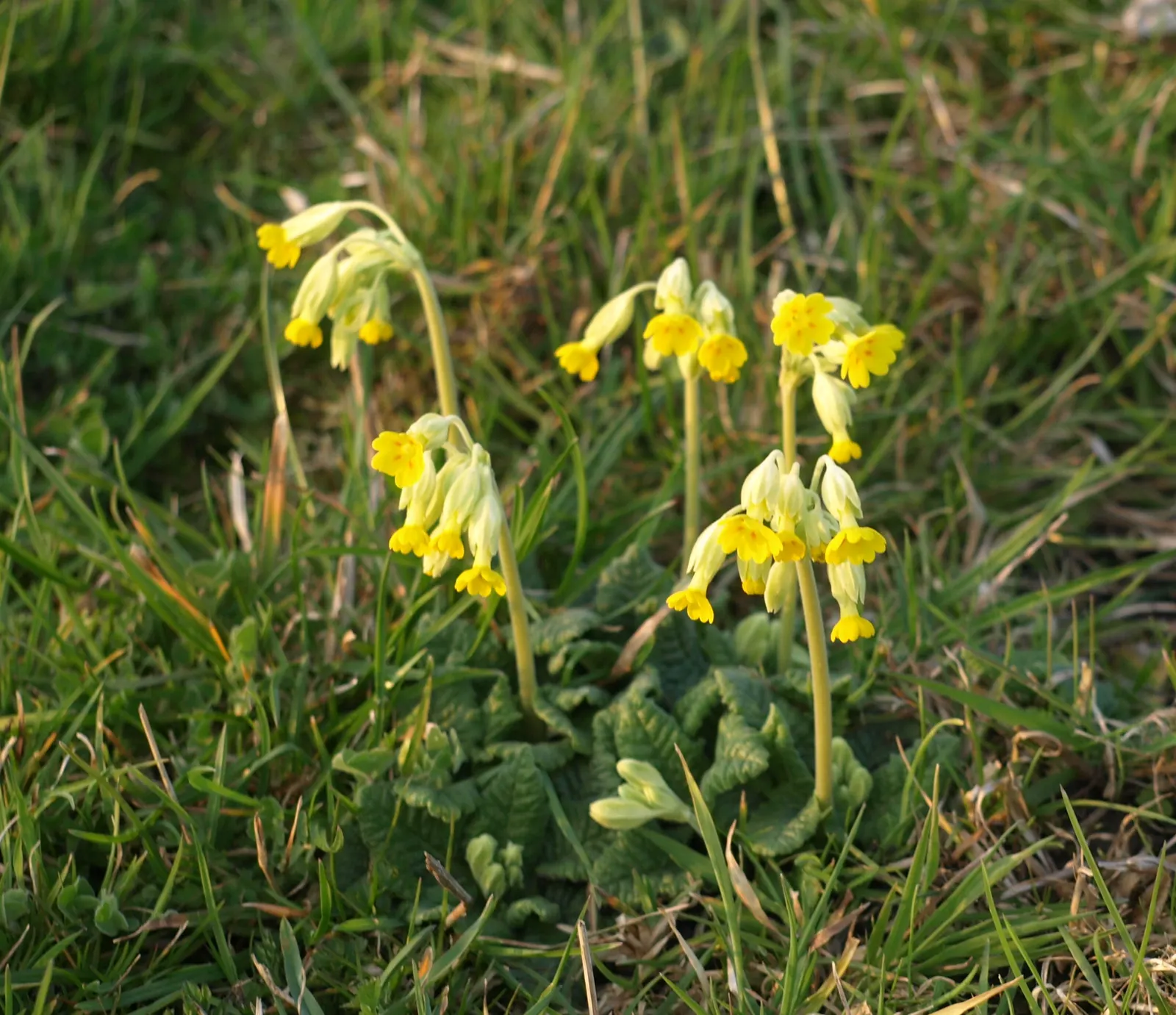 English Primrose (Primula X Polyantha) — with a variety of vibrant colors ranging from white; this lovely specimen is perfect for cottage gardens, image 150